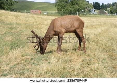elk bull in half velvet growth grazing in a pasture in a nice broadside picture