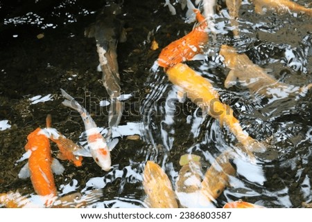 Colorful Carp (Cyprinus carpio haematopterus) swimming in the pond. Koi fish opening its mouth to suck food on water . Koi carps fish have many colors of scales such as orange, gold, black, and red.