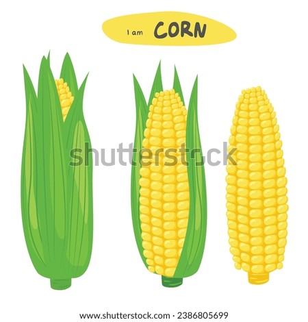 Corn vector set. Corn on the cob. Corn cob cartoon. Organic food, vegetables concept. Flat vector in cartoon style isolated on white background.