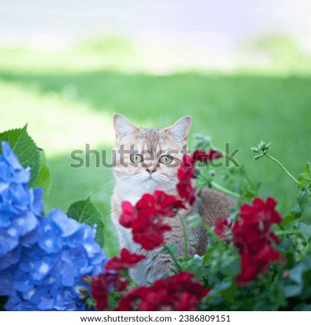 British female cat of golden chinchilla  with flowers blue hydrangea. High quality advertising stock photo. Pets walking in the summer