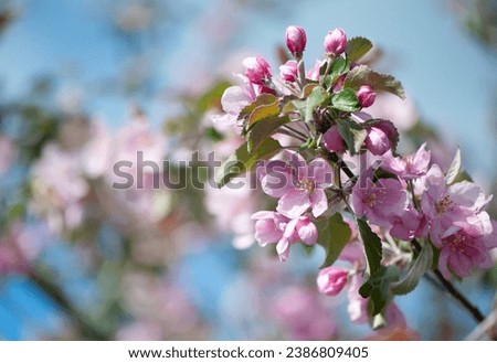 Branches of blossoming pink apple tree macro with soft focus against the background of gentle greenery.  Beautiful floral image of spring nature.