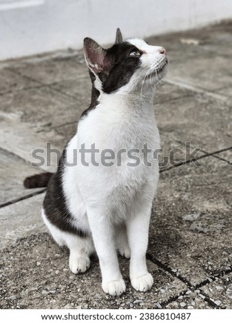 Black and white cat, street cat