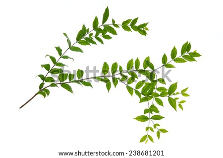 Close up of green leaves on white background isolated