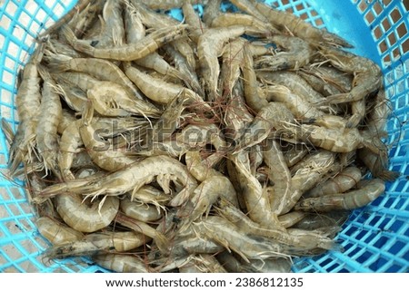 Fresh vannamei shrimp in a blue basket