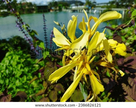 yellow flowers in the background of the lake 