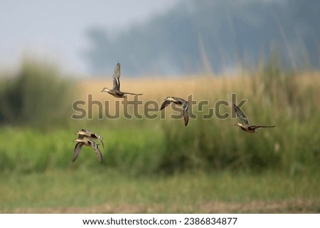 Flock of Ducks Flying in Morning 