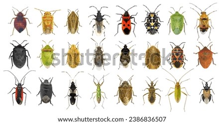 Bug species of Mediterranean Region (Insects of the order Hemiptera) isolated on a white background Royalty-Free Stock Photo #2386836507