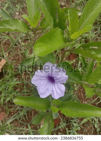 Wild purple kentana or Pletekan is a blue or purple bush that has dry brown fruit that can explode when exposed to water. Wild purple date palm is a species of flowering plant that belongs to the Acan Royalty-Free Stock Photo #2386836755