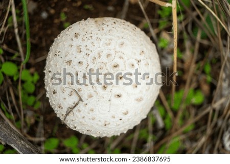 Thiers' Amanita: Rare Elegance of Subtle Fungi in Forest Environments