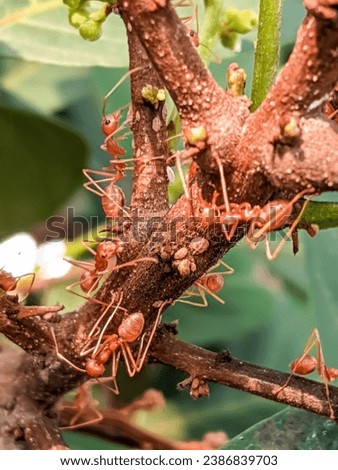 A group of red ants making a nest on a tree branch.