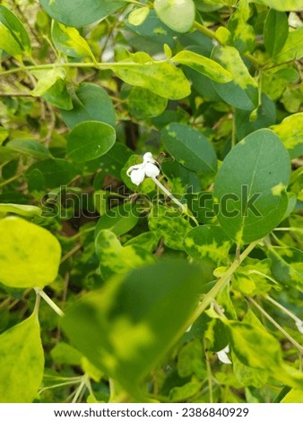 Morning white 🤍 flower with beautiful green leaf 🌿 with cinematic depth 