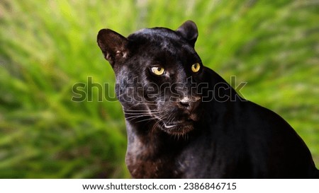 Black Panther running, Panther, black jaguar, black jaguar cat, animal forest, black jaguar hunting, Panther hunting, jaguar panther wilderness nature close