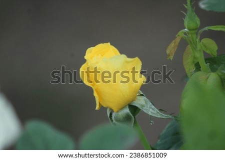 Yellow Flower looking so beautiful and cute with dew drops.