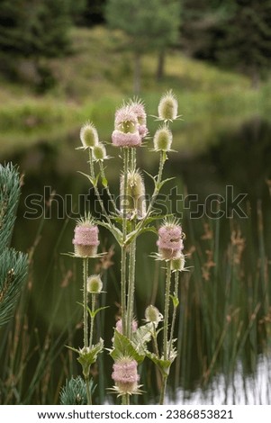 Close up of a Wild Teasel (Dipsacus fullonum) with purple flowers. Shot in Sinop Akgöl