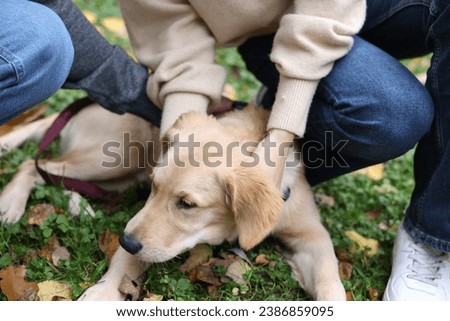 Couple spending time with adorable Labrador Retriever puppy outdoors, closeup. Walking dog