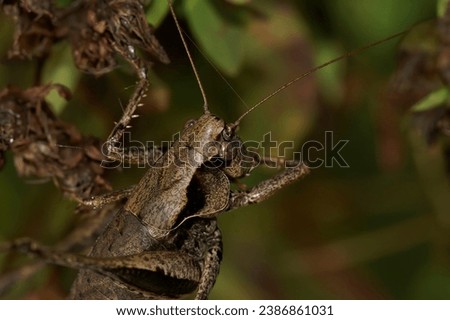 Natural closeup on the European Dark-bush cricket Pholidoptera griseoaptera, sitting in vegetation Royalty-Free Stock Photo #2386861031