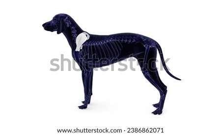 dog scapula bone anatomy 3d illustration