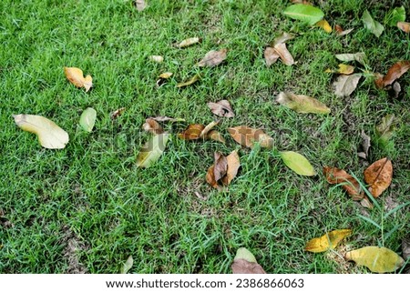 leaves on the grass in the garden.