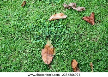 a photography of leaves in the grass.