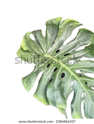 a leaf of a plant.
