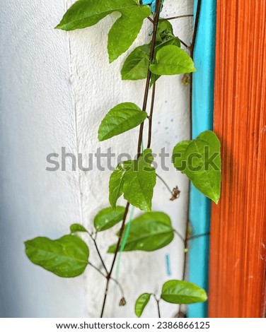 a plant growing on a wall.
