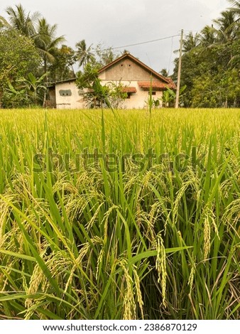 The picture of beautiful rice field in Banjar City, West Java, Indonesia. It was taken on November 11, 2023 by a professional. It's a country side with full of beautful rice field