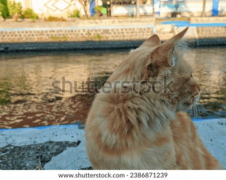 an orange cat facing backwards with a river in the background
