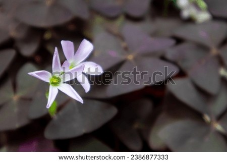 cute purple oxalis triangularis with leaf looks like butterfly