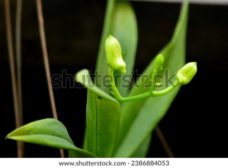 Close up Beautiful Orchid Bud, Dendrobium Orchid Bud, Phalaenopsis Orchid Bud, Tai Orchid Bud Royalty-Free Stock Photo #2386884053