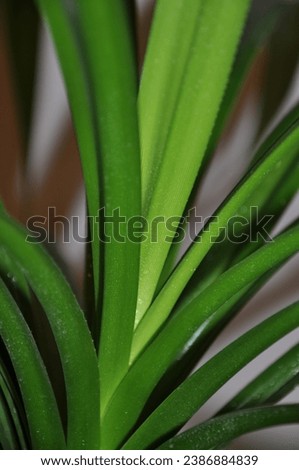 Colorful green palm leaf at home