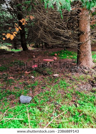 Wild mushrooms under trees in forest, autumn picture