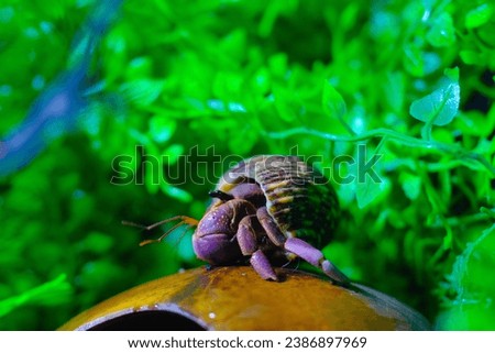 Macro Photography. Animal Close up. Macro shot of a large pet hermit crab, Coenobita violascens, purple - orange in color, walking in the crabitat. Macro Photos of Exotic Animals