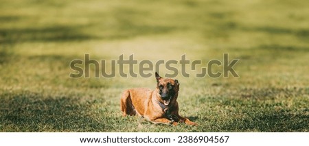 Panorama, Panoramic View Shot Scene Copy Space Malinois Dog Sit Outdoors In Grass. Belgian Sheepdog Are Active, Intelligent, Friendly, Protective, Alert And Hard-working. Shepherd, Belgium, Chien De Royalty-Free Stock Photo #2386904567