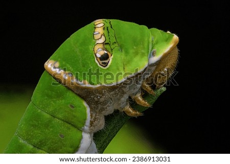 Green Caterpillar close up shot