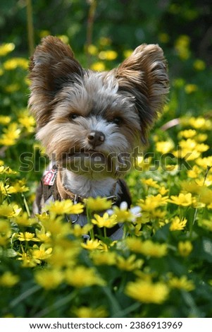 sitting dog 
in a flower field