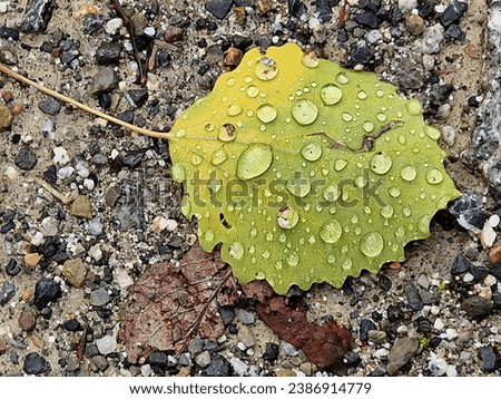 Autumn leaf with water drops