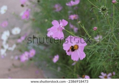 Cosmos, Flower, Nature, nice view, good picture
