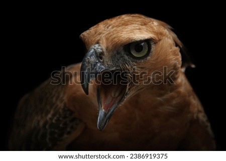 The portrait of Javan Hawk-eagle