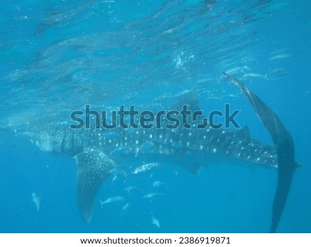 Whale shark, Big fish, Cebu, Landscape, good picture