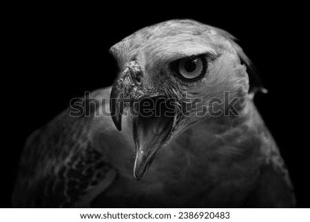Fine Art picture of "Javan Hawk-eagle", in black and white with grainy