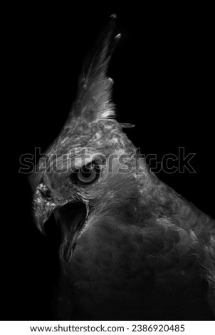 Fine Art picture of "Javan Hawk-eagle", in black and white with grainy