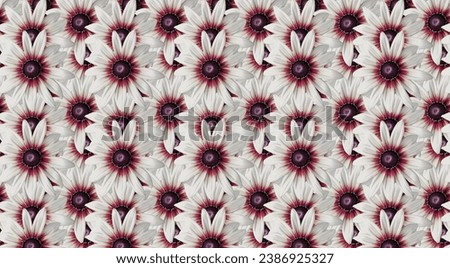 Echinacea 'Parrot' coneflower, Echinacea 'Funky yellow' flower ring. Cut out. Vibrant flower bloom pattern. Round ring. Floral wallpapers and backgrounds