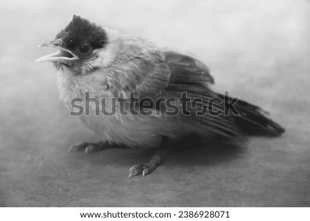 "Sooty-headed Bulbul" portrait photo in black and white format with grainy
