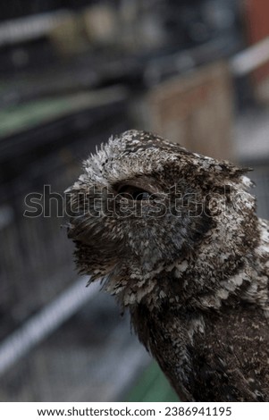Photo of an owl's face outdoors