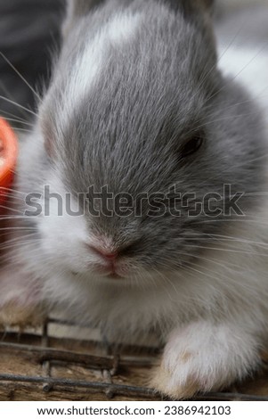 Photo of a little rabbit