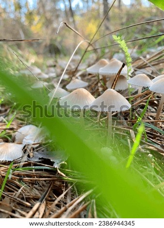 Autumn forest landscape. Among the young green grass are white caps of inedible mushrooms. Bright autumn picture.