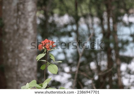 twig of wayfarer tree bearing unripe red fruits with a bokeh background of woodland Royalty-Free Stock Photo #2386947701