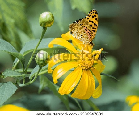 Wild sunflowers are widely distributed in subtropical and tropical areas, often emerging in early winter