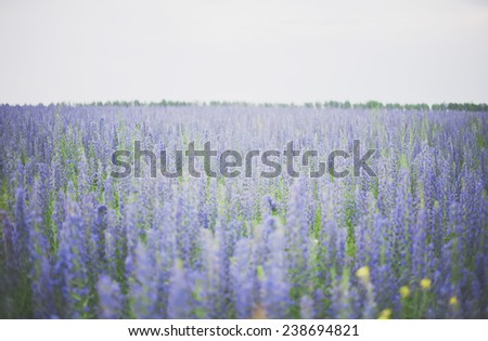beautiful blue Tower of Jewels flower field, purple colors