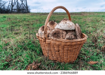 A basket full of beautiful fresh parasol mushrooms